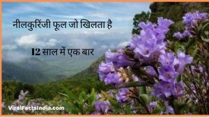 neelakuriniji flower information in hindi