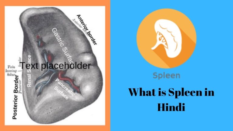 what is spleen in hindi