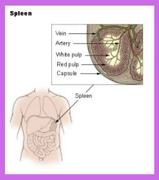 what is spleen in hindi 