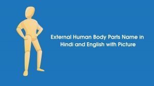 External human body parts name in hindi and english with picture
