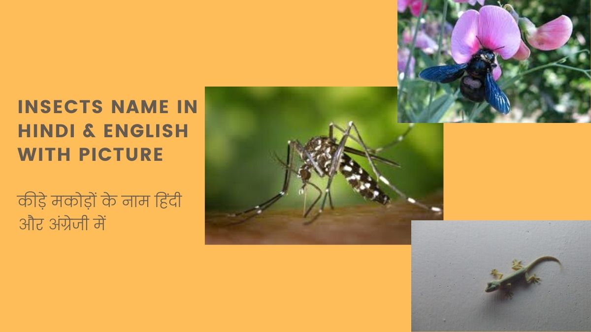 insects name in hindi and english with picture