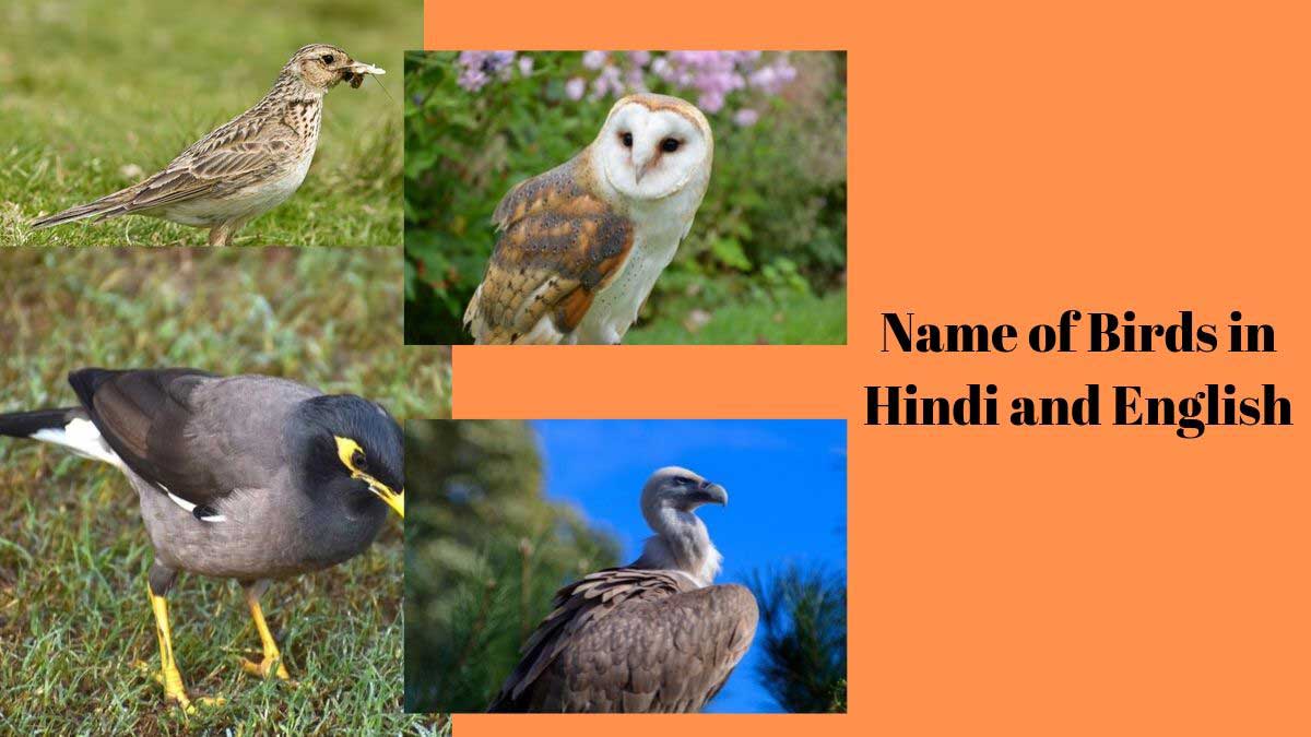 पक्षियों के नाम हिंदी और अंग्रेजी में