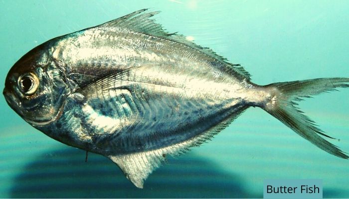 Butter Fish name in Hindi