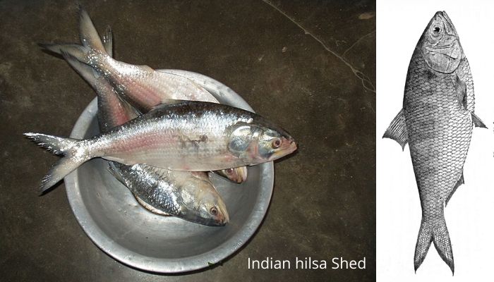 ilisha fish name in hindi