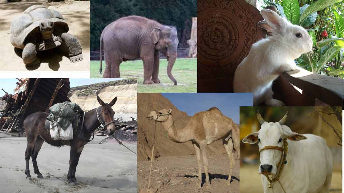 20 Name of Domestic animals in Hindi and English with Picture | पालतू  जानवरों के नाम और जानकारी चित्र सहित