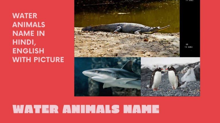 water animals name in Hindi and english with picture