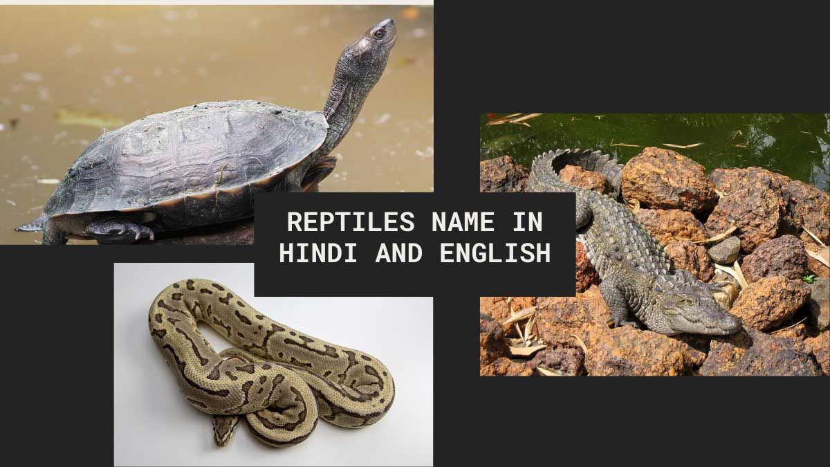 Reptiles Name in Hindi and English with picture |रेंगने वाले जीवों के नाम  हिंदी और अंग्रेजी में चित्र सहित
