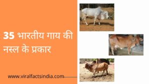 Indian cow breeds name in hindi, भारतीय देसी गाय की नस्ल के प्रकार