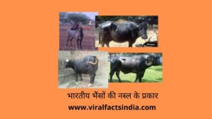 indian buffalo breeds in hindi